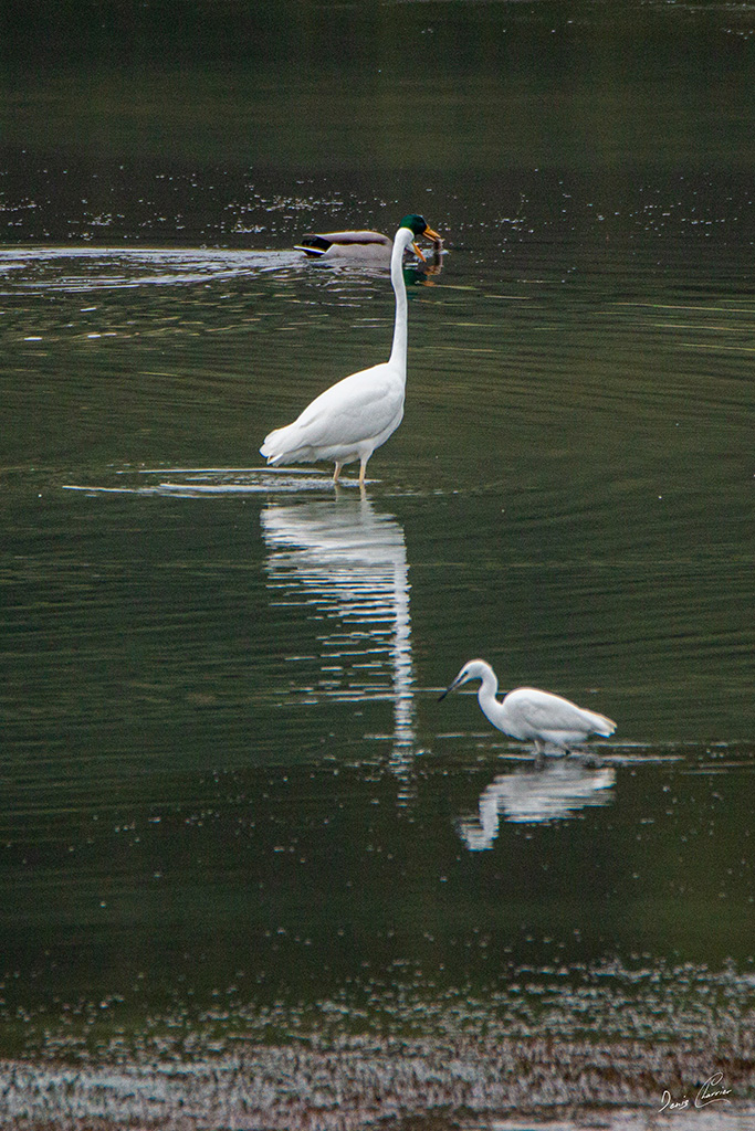 Aigrette garzette, grande aigrette et canard col vert